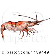 Poster, Art Print Of Sketched And Colored Shrimp