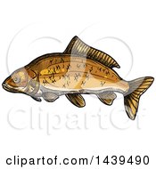 Clipart Of A Sketched And Colored Carp Fish Royalty Free Vector Illustration