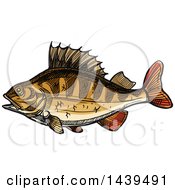 Poster, Art Print Of Sketched And Colored Perch Fish