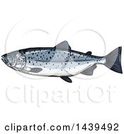 Poster, Art Print Of Sketched And Colored Salmon Fish