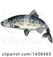 Poster, Art Print Of Sketched And Colored Herring Fish