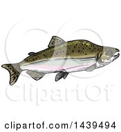 Poster, Art Print Of Sketched And Colored Humpback Salmon Fish In Spawning Phase