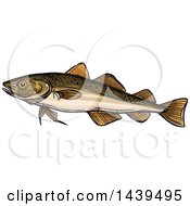 Poster, Art Print Of Sketched And Colored Navaga Fish