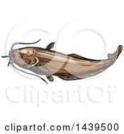 Poster, Art Print Of Sketched And Colored Wels Catfish