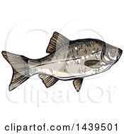 Poster, Art Print Of Sketched And Colored Crucian Carp Fish