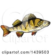 Poster, Art Print Of Sketched And Colored Perch Fish