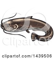 Clipart Of A Sketched And Colored Sheatfish Royalty Free Vector Illustration