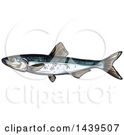 Poster, Art Print Of Sketched And Colored Sprat Fish