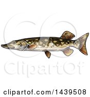 Poster, Art Print Of Sketched And Colored Pike Fish