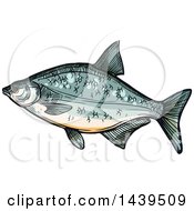 Poster, Art Print Of Sketched And Colored Bream Fish