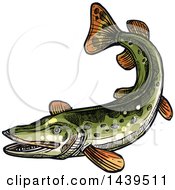 Poster, Art Print Of Sketched And Colored Pike Fish