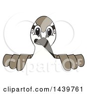 Clipart Of A Sandpiper Bird School Mascot Character Looking Over A Sign Royalty Free Vector Illustration by Mascot Junction