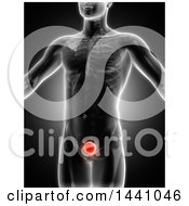 3d Xray Man With Highlighted Red Bladder On Black