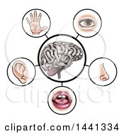 Poster, Art Print Of Brain With The Five Senses Around It