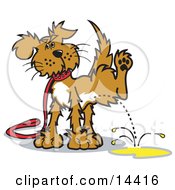Poster, Art Print Of Dog On A Leash Lifting His Leg To Pee