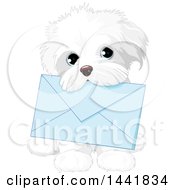 Poster, Art Print Of Cute White Shih Tzu Dog Carrying A Blue Envelope In Its Mouth