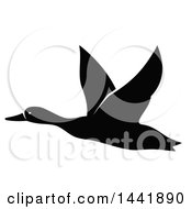 Poster, Art Print Of Black And White Flying Duck