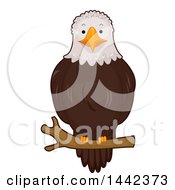Poster, Art Print Of Bald Eagle Perched On A Branch
