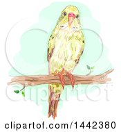 Poster, Art Print Of Budgerigar Budgie Parakeet Bird On A Branch
