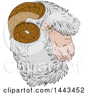 Poster, Art Print Of Sketched Drawing Styled Merino Ram Sheep Head