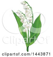 Poster, Art Print Of Lily Of The Valley Convallaria Plant