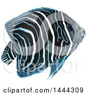 Pomacanthus Semicirculatus Angelfish