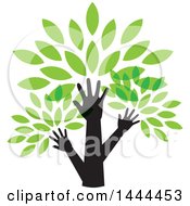 Poster, Art Print Of Tree With Green Leaves And Hand Trunks