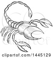 Clipart Of A Sketched Black And White Astrology Zodiac Scorpio Scorpion With A White Fill Royalty Free Vector Illustration