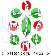 Human Bones And Joints Over Red And Green Circles