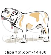 Poster, Art Print Of Bulldog Standing In Profile