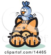 Brave Bluebird Sitting On An Orange Cats Head And Teasing Him