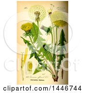 Poster, Art Print Of Common Dandelion Taraxacum Officinale