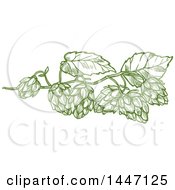 Poster, Art Print Of Sketched Leaves And Hops