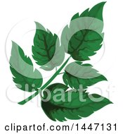 Clipart Of Green Angelica Leaves Royalty Free Vector Illustration