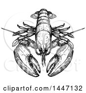 Clipart Of A Black And White Sketched Lobster Royalty Free Vector Illustration