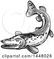 Black And White Sketched Pike Fish