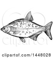 Poster, Art Print Of Black And White Sketched Bream Fish
