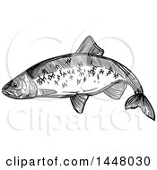 Poster, Art Print Of Black And White Sketched Herring Fish