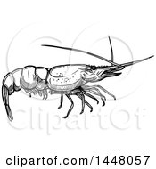 Poster, Art Print Of Black And White Sketched Shrimp
