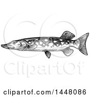 Black And White Sketched Pike Fish