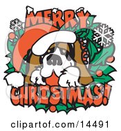 Christmas St Bernard Dog Wearing A Santa Hat