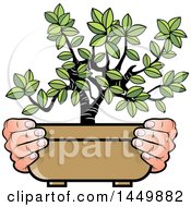 Pair Of Hands Holding A Bonsai Plant