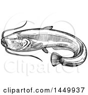 Clipart Graphic Of A Black And White Sketched Sheatfish Royalty Free Vector Illustration by Vector Tradition SM