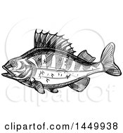 Poster, Art Print Of Black And White Sketched Perch Fish