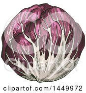 Poster, Art Print Of Sketched Purple Cabbage