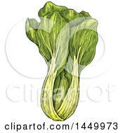 Clipart Graphic Of A Sketched Bok Choy Royalty Free Vector Illustration by Vector Tradition SM