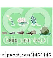 Poster, Art Print Of Frog Life Cycle From Egg To Adult With Text On Green