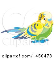 Poster, Art Print Of Cute Pet Budgerigar Parakeet Bird
