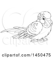 Poster, Art Print Of Cartoon Black And White Cute Pet Budgie Parakeet Bird