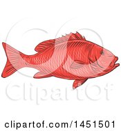 Poster, Art Print Of Drawing Sketch Styled Red Australasian Snapper Fish